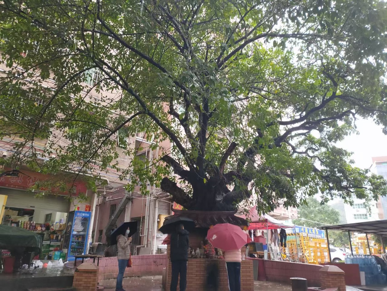 A giant banyan with its small shrine at the centre of a village street