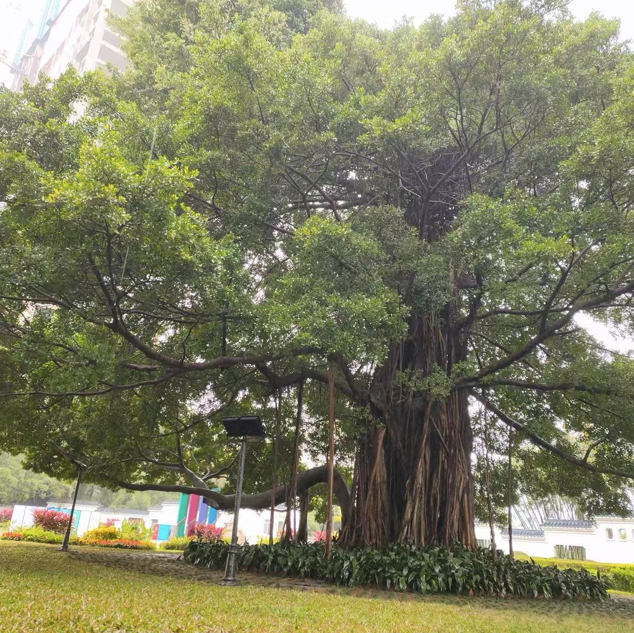 A 200-year-old banyan surrounded by a brick walkway