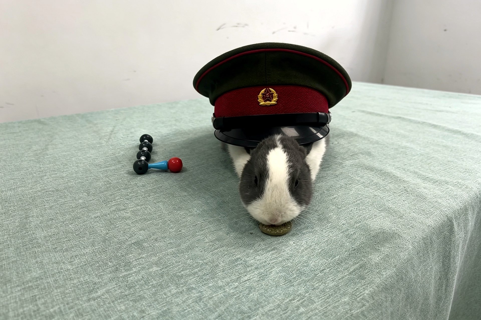 The rabbit playing Stalin in a Soviet Red Army hat, on set of the political jokes